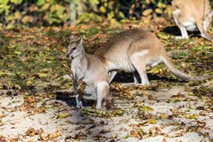 Le wallaby agile, agilis de Macropus également connus sous le nom de wallaby arénacé photos libres de droits Le wallaby agile, agilis de Macropus également connus sous le nom de wallaby arénacé photos libres de droits