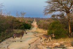 Le zebre stanno attraversando un percorso nella riserva naturale di Kruger su un safari in Africa nell'ottobre 2017 fotografia stock Le zebre stanno attraversando un percorso nella riserva naturale di Kruger su un safari in Africa nell'ottobre 2017 fotografia stock