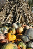 Le zucche gialle, rosse, verdi ed arancio davanti ad una pila di cereale secco insegue immagini stock Le zucche gialle, rosse, verdi ed arancio davanti ad una pila di cereale secco insegue immagini stock