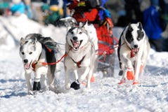 Lead Sled Dogs