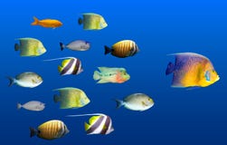 Leadership concept - big fish leading