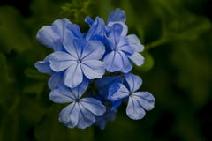 Leadwort накидки в красивом пурпуре к сини стоковые изображения Leadwort накидки в красивом пурпуре к сини стоковые изображения
