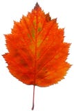 Leaf Stock Photo Leaf Stock Photo