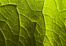 leaf royaltyfri bild leaf royaltyfri bild