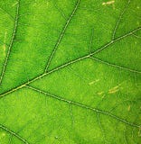 Leaf Royalty Free Stock Images