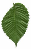 Leaf of the American elm tree