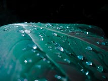 A leaf and dew royalty free stock photo A leaf and dew royalty free stock photo
