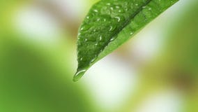 Leaf with drop of rain water with green background