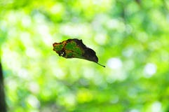 Leaf Floating Against Green Abstract Mood Background royalty free stock photos Leaf Floating Against Green Abstract Mood Background royalty free stock photos