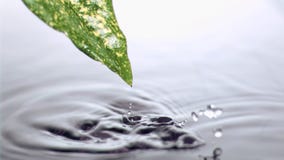 Leaf getting out in super slow motion of water
