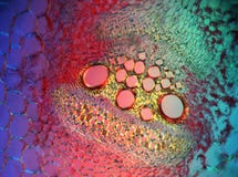 Leaf Micro-cut In Polarized Light Stock Photography Leaf Micro-cut In Polarized Light Stock Photography