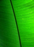 Leaf Of Banana Plant Royalty Free Stock Image