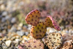 Leaf of opuntia against blurry background of a yucca variegata. royalty free stock image Leaf of opuntia against blurry background of a yucca variegata. royalty free stock image