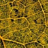 Leaf of a plant in autumn close up. Abstract background or wallpaper. Enhanced brightness, saturation and contrast