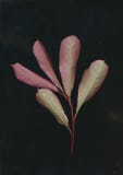 Branch and Leaf of Guava stock photo Branch and Leaf of Guava stock photo