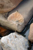 Leaf By The River royalty free stock image Leaf By The River royalty free stock image