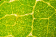 Leaf Under Microscope Stock Image - Image: 26643621