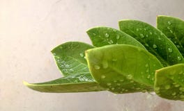 Leaf royalty free stock photo Leaf royalty free stock photo
