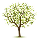 leafage zielony drzewo ilustracja wektor leafage zielony drzewo ilustracja wektor
