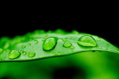 leafraindrops leafraindrops