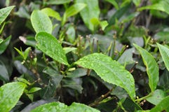 Leafs From Tea Garden South India Royalty Free Stock Images Leafs From Tea Garden South India Royalty Free Stock Images