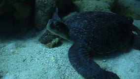 Leatherback turtle near Galapagos island