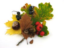 Leaves And Fruits Of Autumn Stock Photography Leaves And Fruits Of Autumn Stock Photography
