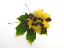 Leaves And Fruits Of Autumn Royalty Free Stock Image Leaves And Fruits Of Autumn Royalty Free Stock Image