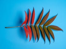 Leaves stock photo Leaves stock photo