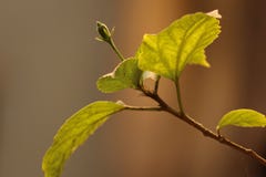 Blooming bud stock images Blooming bud stock images
