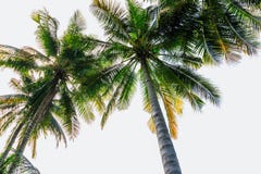 Leaves coconut trees Stock Images Leaves coconut trees Stock Images