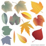 Leaves collect-01. Leaves collection template. Vector illustration with colorful leaves royalty free illustration Leaves collect-01. Leaves collection template. Vector illustration with colorful leaves royalty free illustration
