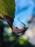 Leaf that is about to wither royalty free stock photography Leaf that is about to wither royalty free stock photography