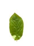 Leaves isolated over a white background vector illustration Leaves isolated over a white background vector illustration