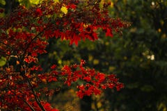 Leaves of japanese maple tree royalty free stock image Leaves of japanese maple tree royalty free stock image