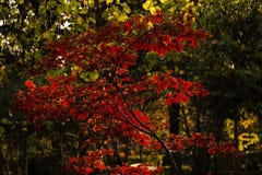 Leaves of japanese maple tree stock photo Leaves of japanese maple tree stock photo