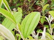 Leaves natural bilar plant bright royalty free stock images Leaves natural bilar plant bright royalty free stock images