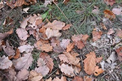 Leaves, needles, wood and cones background royalty free stock image Leaves, needles, wood and cones background royalty free stock image