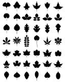 Leaves Of Trees Royalty Free Stock Images Leaves Of Trees Royalty Free Stock Images