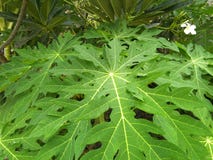 The leaves of papaya tree are grow. royalty free stock photo The leaves of papaya tree are grow. royalty free stock photo