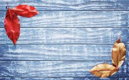 Leaves of red, yellow colors on a blue wooden background. Leaves of red, yellow colors on blue wooden background Stock Photos Leaves of red, yellow colors on a blue wooden background. Leaves of red, yellow colors on blue wooden background Stock Photos