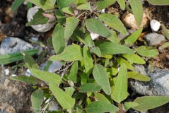 Leaves on sand and stones royalty free stock images Leaves on sand and stones royalty free stock images