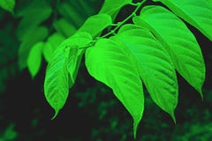 The leaves of the tree Royalty Free Stock Photos The leaves of the tree Royalty Free Stock Photos