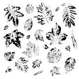 Leaves of trees. Postcard with leaves prints. The leaves of the trees. royalty free illustration Leaves of trees. Postcard with leaves prints. The leaves of the trees. royalty free illustration