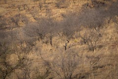 Lebensraumbild mit einem weiblichen Tiger und ihren drei neuen Jungen an Nationalpark Ranthambore Eine schöne Tigerin Noor und ih lizenzfreies stockbild Lebensraumbild mit einem weiblichen Tiger und ihren drei neuen Jungen an Nationalpark Ranthambore Eine schöne Tigerin Noor und ih lizenzfreies stockbild