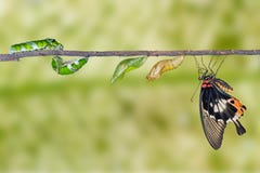 Lebenszyklus des großen mormonischen Schmetterlinges lizenzfreies stockbild Lebenszyklus des großen mormonischen Schmetterlinges lizenzfreies stockbild