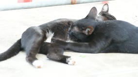 Leche del bebé del gato que chupa de gato de la madre metrajes Leche del bebé del gato que chupa de gato de la madre metrajes