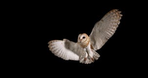 Lechuza común, tyto alba, adulto en vuelo, Normandía, Lechuza común, tyto alba, adulto en vuelo, Normandía,