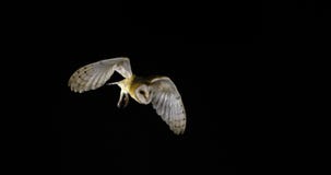Lechuza común, tyto alba, adulto en vuelo, Normandía, almacen de video Lechuza común, tyto alba, adulto en vuelo, Normandía, almacen de video