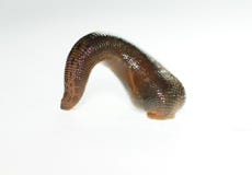 Leech2. A fat worn which lives in wet place and fasten itself onto the bodies of humans and animals to take their blood Leech2. A fat worn which lives in wet place and fasten itself onto the bodies of humans and animals to take their blood